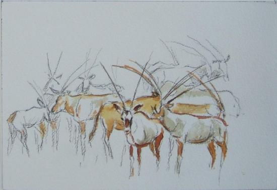 Oryx